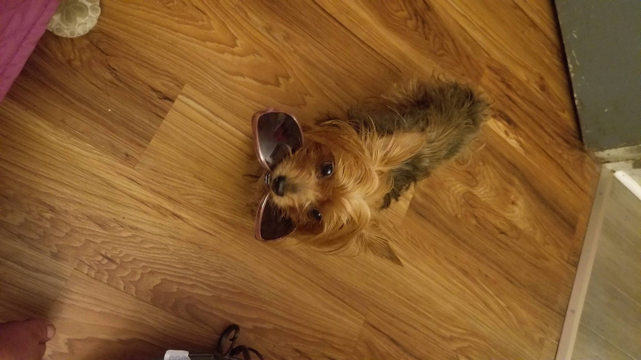 Lucy joined the competition — help win amazing prizes! carnivore, companion_dog, dog, dog_breed, floor, flooring, fur, hardwood, laminate_flooring, plank, plywood, tail, terrier, toy_dog, varnish, whiskers, wood, wood_flooring, wood_stain, working_animal