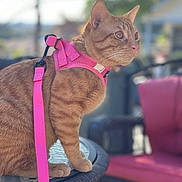 Jojo Razo joined the competition — help win amazing prizes! cat, orange_tabby, harness, leash, outdoor, table, glass_table, furniture, patio, blurred_background, pet, animal, sitting, alert, fur, whiskers, ears, daylight, closeup, domestic_cat