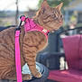 cat, orange_tabby, harness, leash, outdoor, table, glass_table, furniture, patio, blurred_background, pet, animal, sitting, alert, fur, whiskers, ears, daylight, closeup, domestic_cat