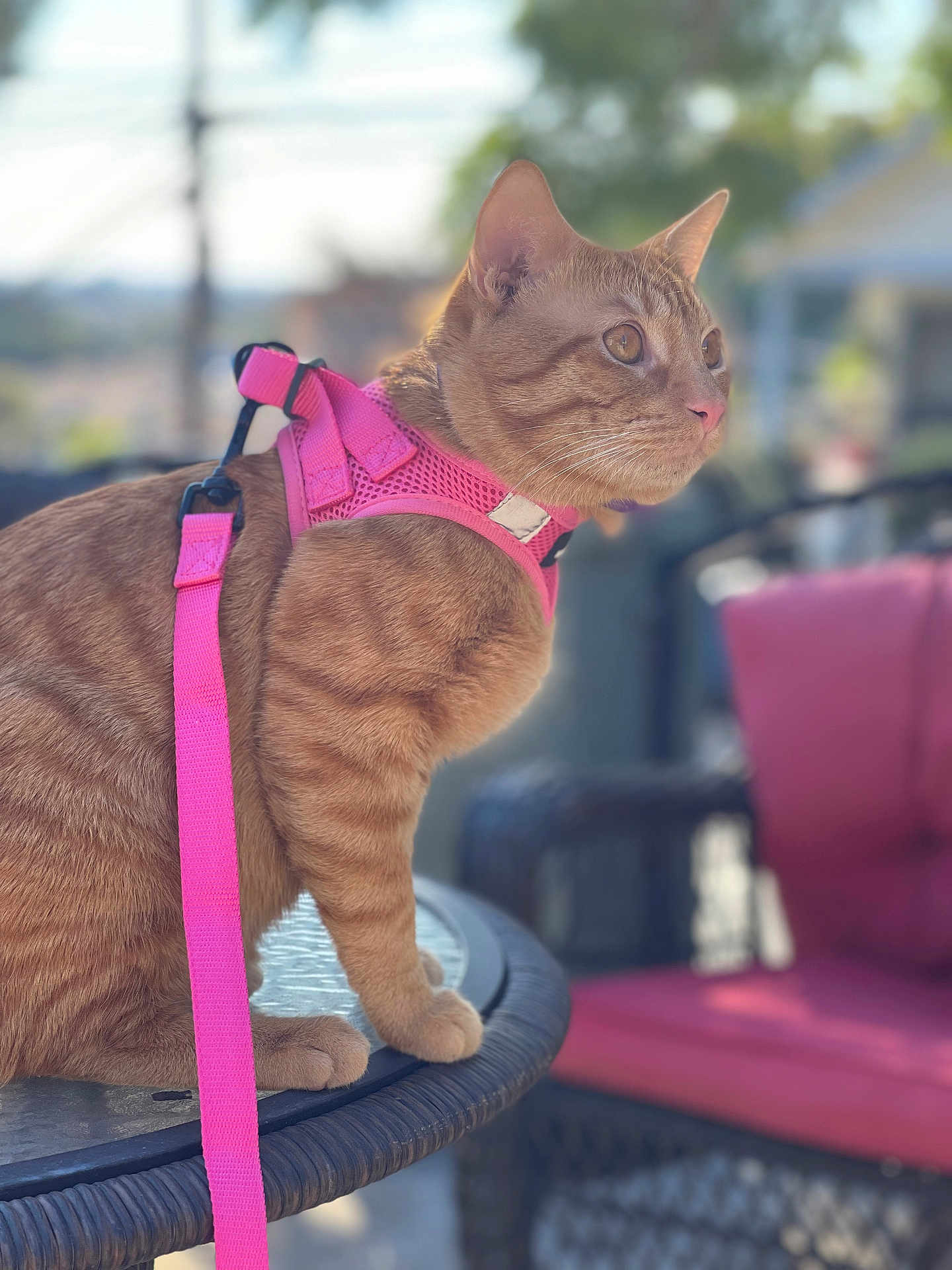 Jojo Razo joined the competition — help win amazing prizes! cat, orange_tabby, harness, leash, outdoor, table, glass_table, furniture, patio, blurred_background, pet, animal, sitting, alert, fur, whiskers, ears, daylight, closeup, domestic_cat