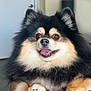 Thor joined the competition — help win amazing prizes! dog, pomeranian, fluffy, pet, animal, indoor, closeup, black, tan, face, fur, cute, smiling, happy, paw, muzzle, tongue, ears, domestic, companion