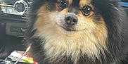 Thor joined the competition — help win amazing prizes! dog, pomeranian, car_interior, dashboard, gps_screen, water_bottle, cup_holder, fluffy, black_and_tan, pet, animal, front_seat, close_up, indoor, daylight, eyes, fur, paw, seat, technology