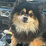 dog, pomeranian, car_interior, dashboard, gps_screen, water_bottle, cup_holder, fluffy, black_and_tan, pet, animal, front_seat, close_up, indoor, daylight, eyes, fur, paw, seat, technology