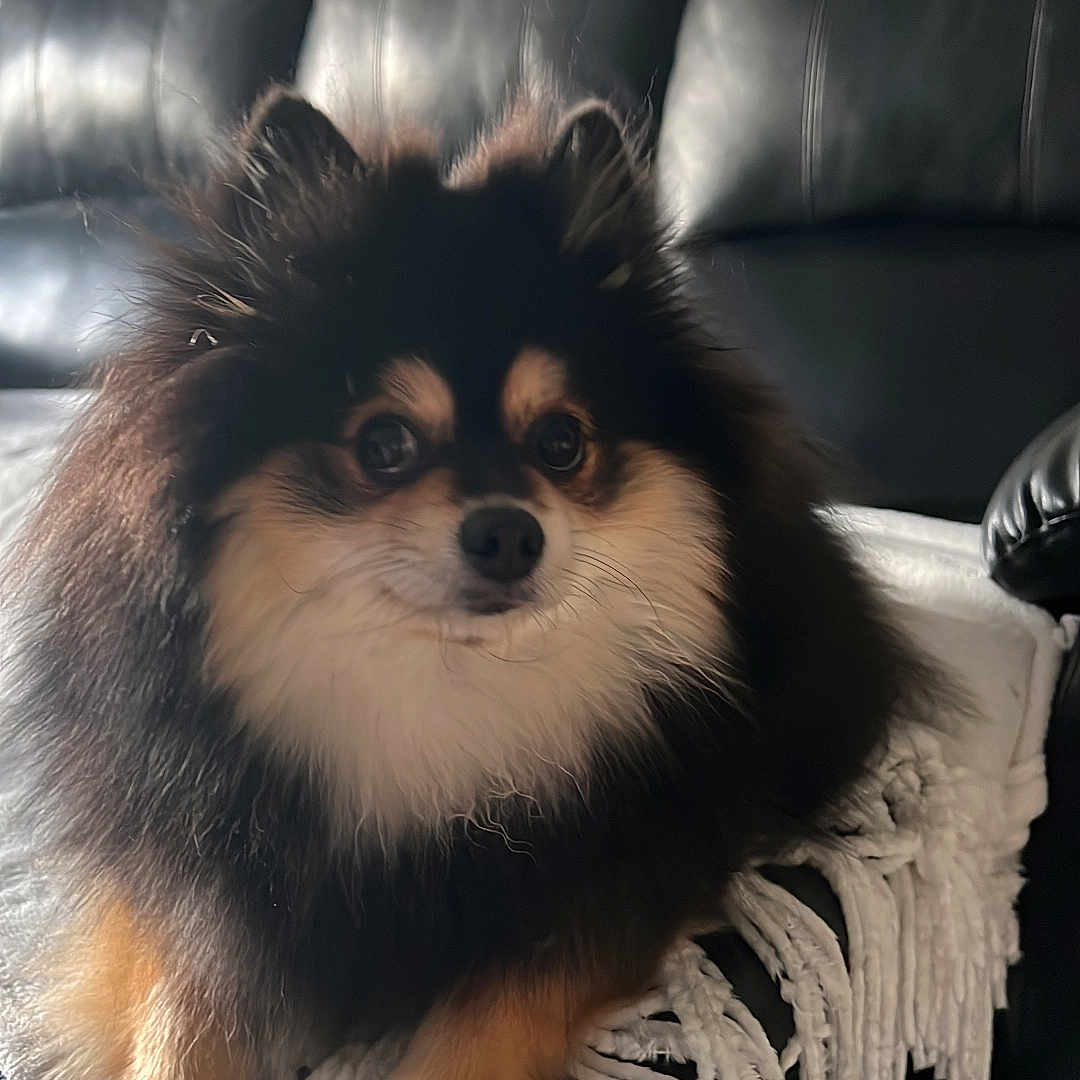 Thor joined the competition — help win amazing prizes! animal, black_leather, blanket, carpet, closeup, companion, couch, cozy, cute, dog, domestic, fluffy, fringe, fur, indoor, living_room, pet, pomeranian, resting, small_dog