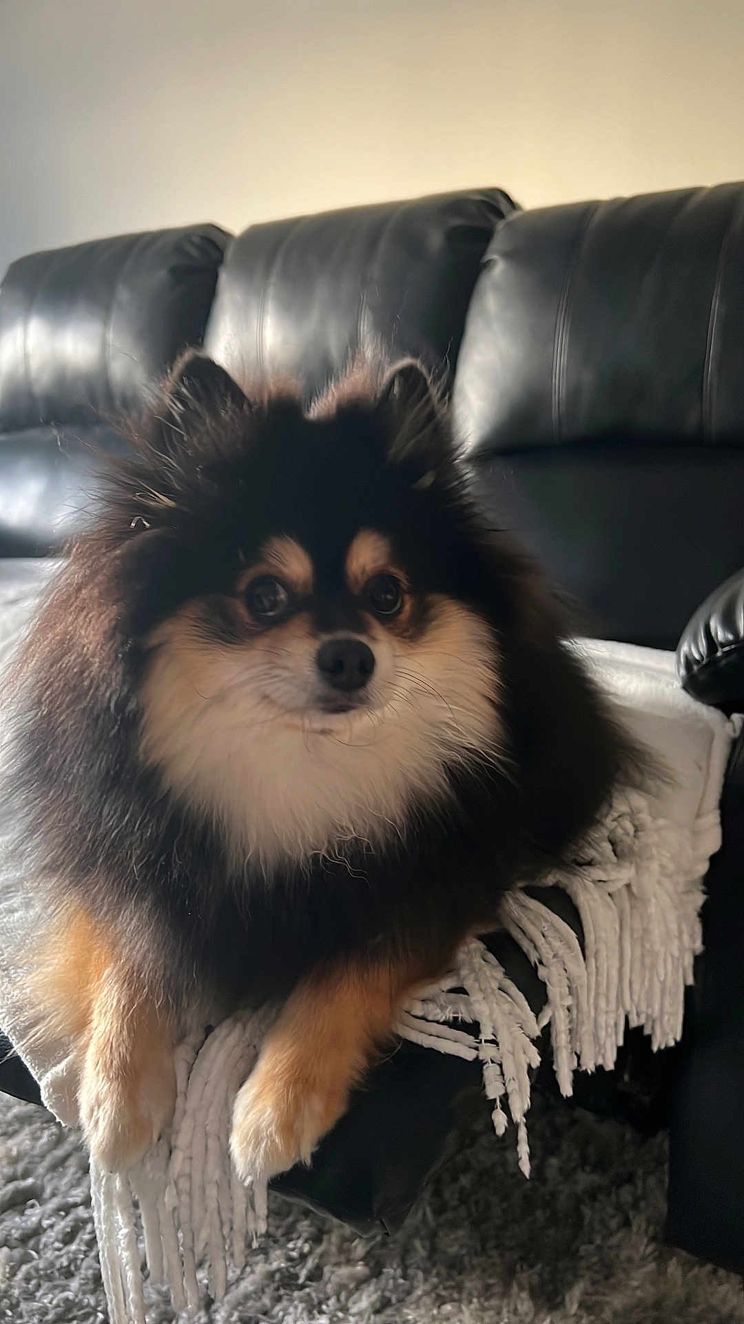 Thor joined the competition — help win amazing prizes! dog, pomeranian, fluffy, pet, indoor, couch, blanket, fur, cute, animal, living_room, cozy, black_leather, fringe, carpet, small_dog, closeup, resting, domestic, companion