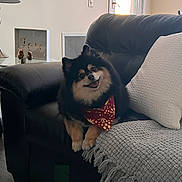 Thor is registered to the contest to win money with this photo: dog, pomeranian, black_leather_couch, bandana, red_bandana, white_pillow, blanket, cozy, indoor, living_room, window, natural_light, smiling_dog, pet, fur, home_decor, floor, lamp, table, relaxed