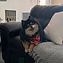 dog, pomeranian, black_leather_couch, bandana, red_bandana, white_pillow, blanket, cozy, indoor, living_room, window, natural_light, smiling_dog, pet, fur, home_decor, floor, lamp, table, relaxed