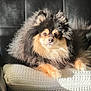 Thor joined the competition — help win amazing prizes! dog, pomeranian, fluffy, cushion, pet, animal, indoor, sunlight, fur, black, tan, cute, relaxed, small_dog, portrait, paw, resting, cozy, warm_light, furniture