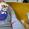 Kira a rejoint le concours — aidez-le/la à gagner de superbes lots ! person, kitten, cat, orange_cat, calico_cat, couch, sweatshirt, nasa_logo, indoor, curious, feline, pet, animal, cozy, cuddly, mustard_couch, arm, sniffing, relaxed, casual