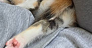 Kira a rejoint le concours — aidez-le/la à gagner de superbes lots ! kitten, cat, sleeping, calico, paw, pink_pads, cozy, gray, cushion, fabric, indoor, cute, resting, pet, animal, fur, small, relaxed, adorable, nap
