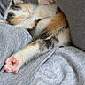 kitten, cat, sleeping, calico, paw, pink_pads, cozy, gray, cushion, fabric, indoor, cute, resting, pet, animal, fur, small, relaxed, adorable, nap