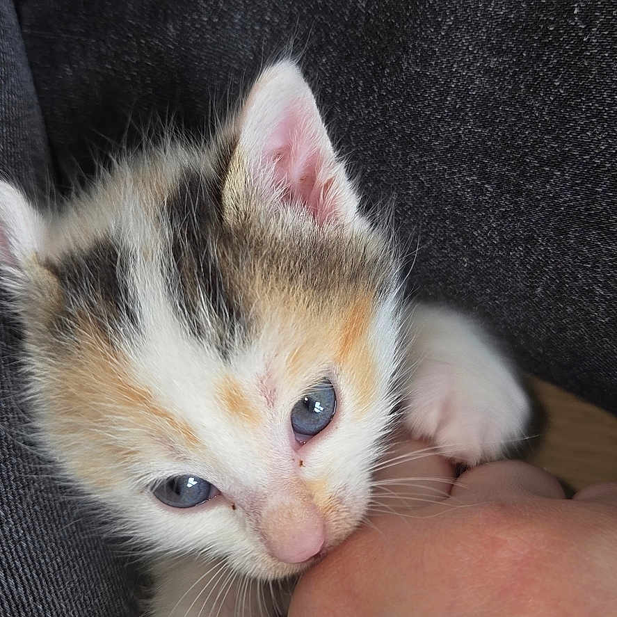 Kira a rejoint le concours — aidez-le/la à gagner de superbes lots ! kitten, cat, blue_eyes, hand, denim, playing, cute, pet, young_animal, furry, small, claws, paw, domestic_animal, close_up, indoor, affection, curious, nibble, person