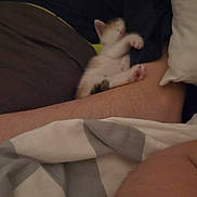 Kira participe au concours pour gagner de l'argent avec cette photo : kitten, person, sleeping, bed, blanket, arm, smile, night, cozy, indoor, resting, cute, small, feline, human, comfort, warm, dark, pajamas, relaxation