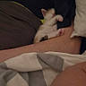 kitten, person, sleeping, bed, blanket, arm, smile, night, cozy, indoor, resting, cute, small, feline, human, comfort, warm, dark, pajamas, relaxation