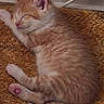 blanket, cat, cozy, cute, domestic_cat, feline, fur, indoor, kitten, orange_cat, paw, pet, resting, sleeping, small_animal, texture, wall_socket, whiskers, white_cat, young_cat