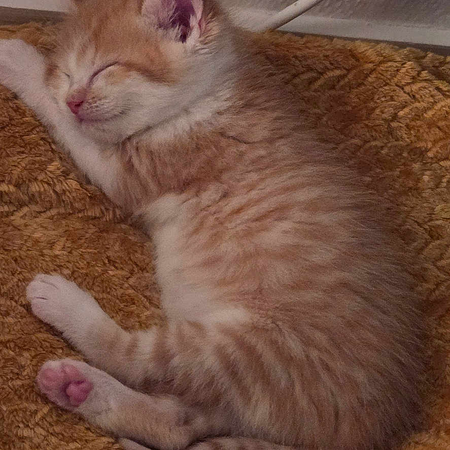 Kumo a rejoint le concours — aidez-le/la à gagner de superbes lots ! kitten, cat, sleeping, orange_cat, white_cat, pet, fur, cozy, blanket, indoor, resting, cute, small_animal, paw, whiskers, domestic_cat, young_cat, feline, texture, wall_socket
