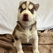Aïka a rejoint le concours — aidez-le/la à gagner de superbes lots ! puppy, husky, dog, blue_eyes, fluffy_fur, brown_and_white, blanket, indoor, cute, pet, animal, young, sitting, portrait, fur, nose, paw, small, domestic_animal, curious