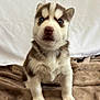 puppy, husky, dog, blue_eyes, fluffy_fur, brown_and_white, blanket, indoor, cute, pet, animal, young, sitting, portrait, fur, nose, paw, small, domestic_animal, curious