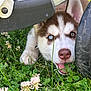 Aïka a rejoint le concours — aidez-le/la à gagner de superbes lots ! puppy, dog, husky, grass, flower, clover, outdoor, pet, animal, tongue, playful, curious, closeup, nature, mower, wheel, greenery, young, ears, face