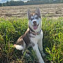Aïka participe au concours pour gagner de l'argent avec cette photo : dog, puppy, husky, blue_eyes, grass, outdoor, field, sunny, nature, tongue_out, collar, pet, canine, young_dog, smiling, sitting, fur, animal, daytime, sky