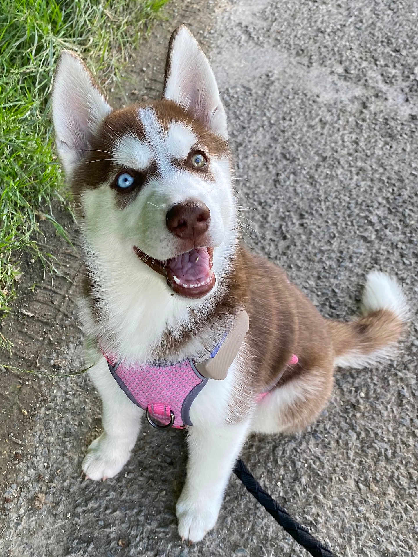 Aïka participe au concours pour gagner de l'argent avec cette photo : dog, puppy, husky, pink_harness, heterochromia, outdoor, grass, gravel, happy, pet, animal, canine, smiling, fur, ears, leash, sitting, cute, young, nature