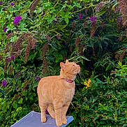 Caramel a rejoint le concours — aidez-le/la à gagner de superbes lots ! cat, orange_cat, tabby, collar, outdoor, garden, greenery, plants, flowers, purple_flowers, yellow_flower, foliage, pet, animal, curious, standing, nature, daylight, looking_up, platform
