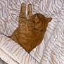 Caramel participe au concours pour gagner de l'argent avec cette photo : cat, orange_tabby, sleeping, blanket, cozy, pet, fur, soft, indoor, resting, animal, cute, domestic, relaxed, warm, feline, pattern, comfort, paws, napping