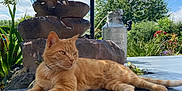 Caramel participe au concours pour gagner de l'argent avec cette photo : cat, ginger_cat, outdoor, garden, sunny, relaxed, stone_fountain, plants, sky, clouds, greenery, tile_floor, nature, pet, animal, daylight, peaceful, resting, summer, mammal