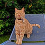 Caramel a rejoint le concours — aidez-le/la à gagner de superbes lots ! cat, ginger_cat, outdoor, lounge_chair, greenery, flowers, pet, animal, feline, collar, nature, grass, leafy_background, sitting, alert, whiskers, tail, garden, daylight, fur