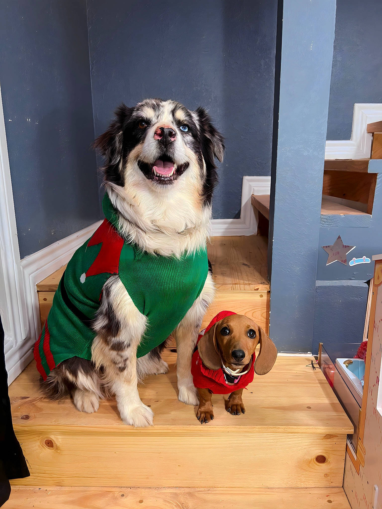 Willow joined the competition — help win amazing prizes! canidae, carnivore, collar, companion_dog, dog, dog_breed, dog_clothes, dog_collar, dog_supply, fawn, flooring, fur, hardwood, leash, pet_supply, snout, sporting_group, toy_dog, wood, working_animal