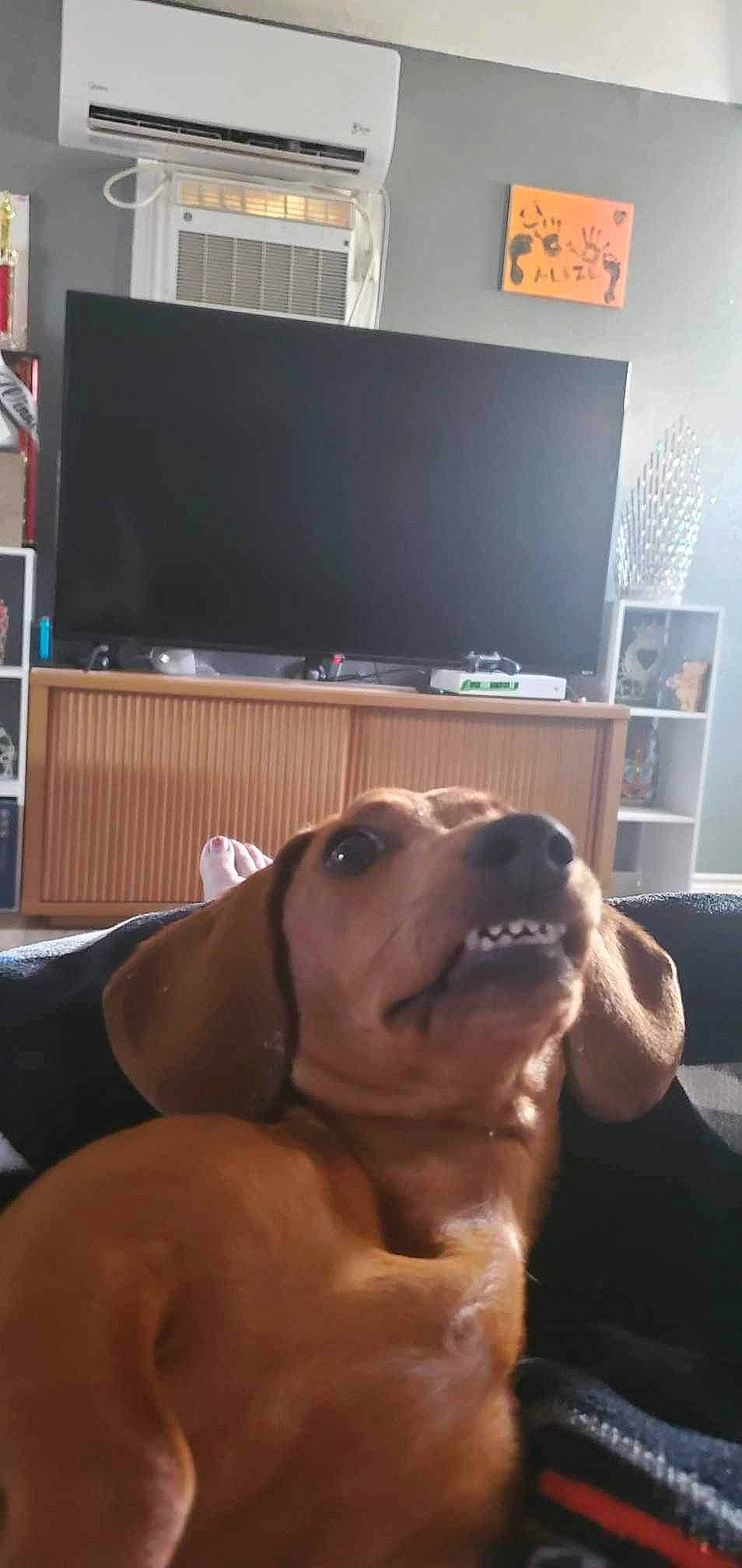 Willow joined the competition — help win amazing prizes! bookcase, carnivore, comfort, companion_dog, display_device, dog, dog_breed, fawn, floor, flooring, furniture, hardwood, home_appliance, living_room, shelf, shelving, snout, table, television, television_set