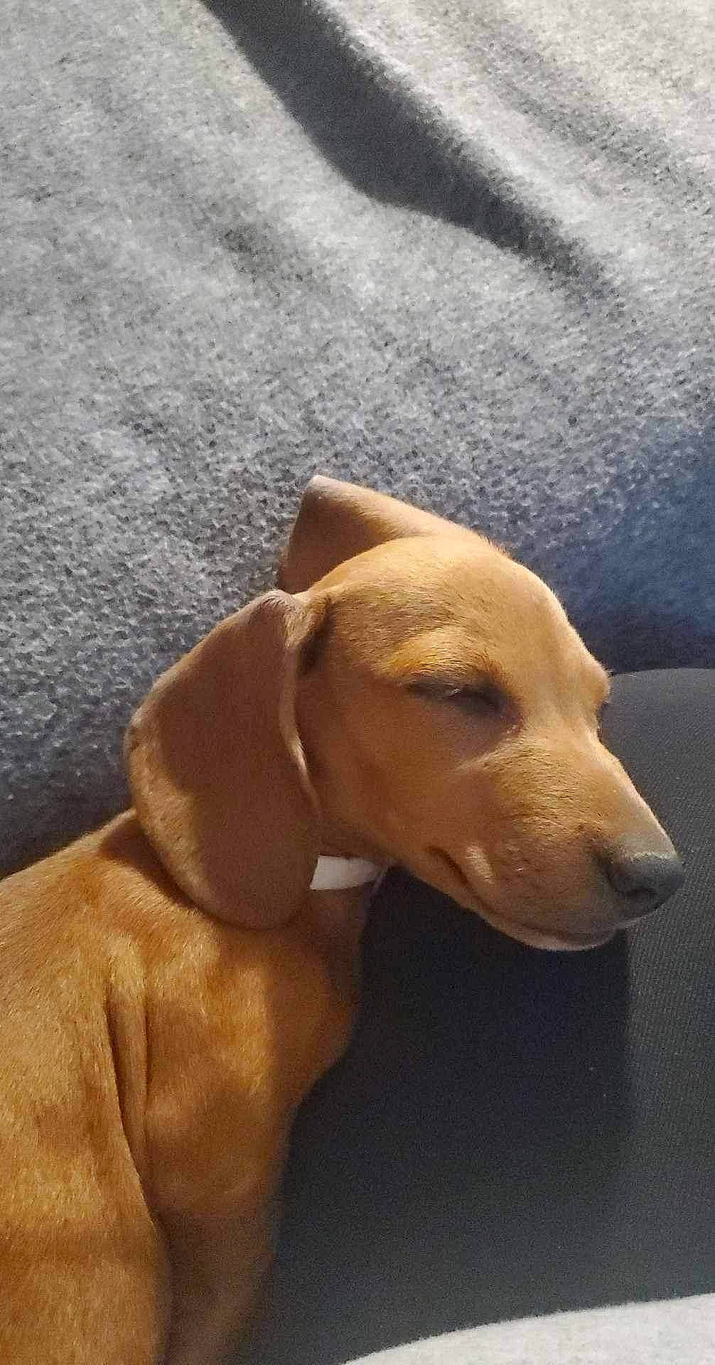 Willow joined the competition — help win amazing prizes! canidae, carnivore, companion_dog, dog, dog_breed, ear, fawn, flooring, fur, hardwood, liver, paw, pet_supply, snout, sporting_group, tail, terrestrial_animal, whiskers, wood, working_animal