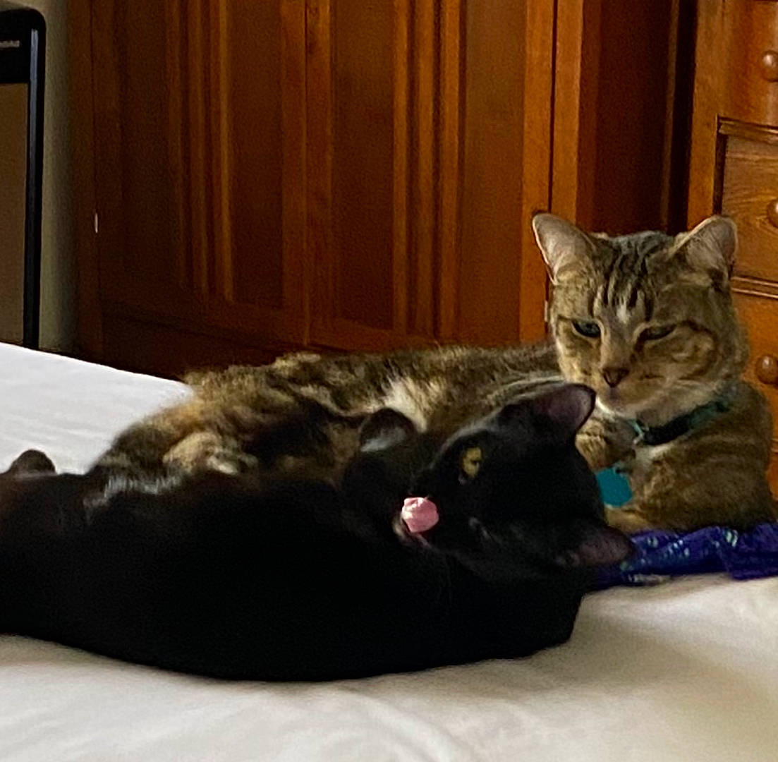 Mavis joined the competition — help win amazing prizes! brown, carnivore, cat, comfort, domestic_short_haired_cat, door, felidae, fur, grey, hardwood, room, small_to_medium_sized_cats, snout, tail, whiskers, wood