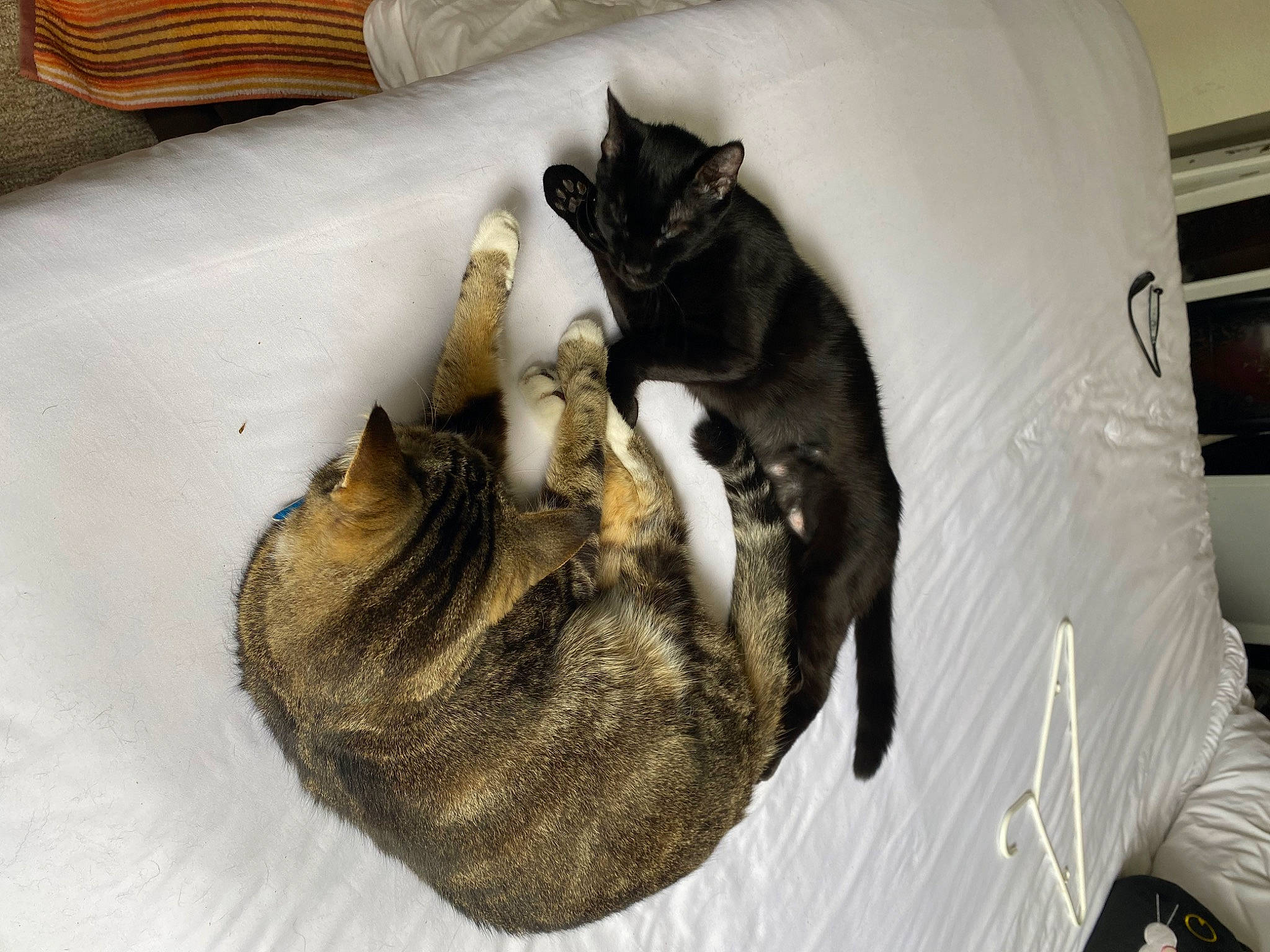 Mavis is registered to the contest to win money with this photo: canidae, carnivore, cat, cat_supply, comfort, dog_breed, domestic_short_haired_cat, felidae, fur, grey, linens, mammal, nap, paw, room, small_to_medium_sized_cats, snout, tail, whiskers