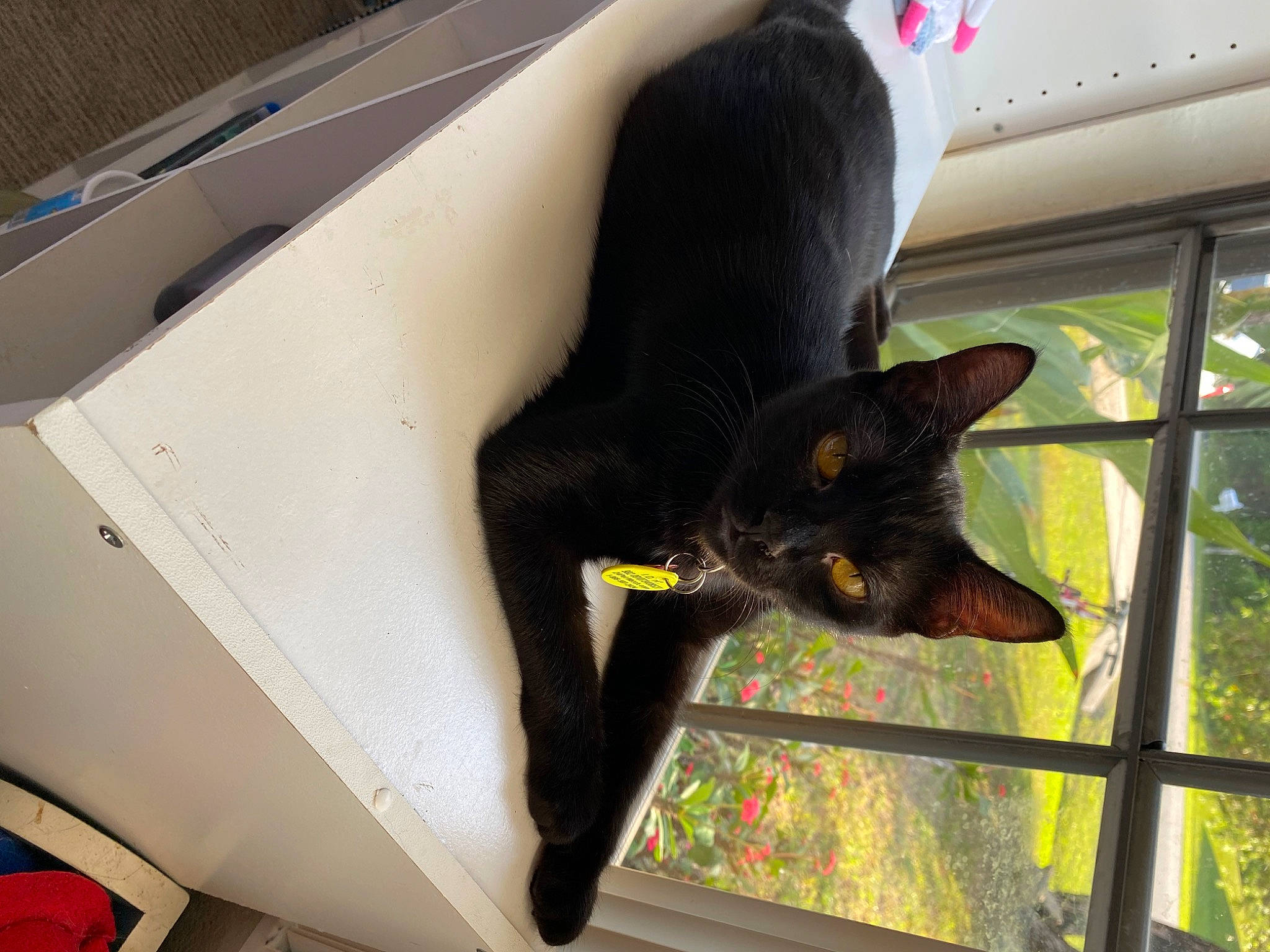 Mavis joined the competition — help win amazing prizes! black_cat, bombay, box, cardboard, carnivore, carton, cat, domestic_short_haired_cat, felidae, fixture, fur, packaging_and_labeling, plant, room, shipping_box, small_to_medium_sized_cats, tail, tree, whiskers, window