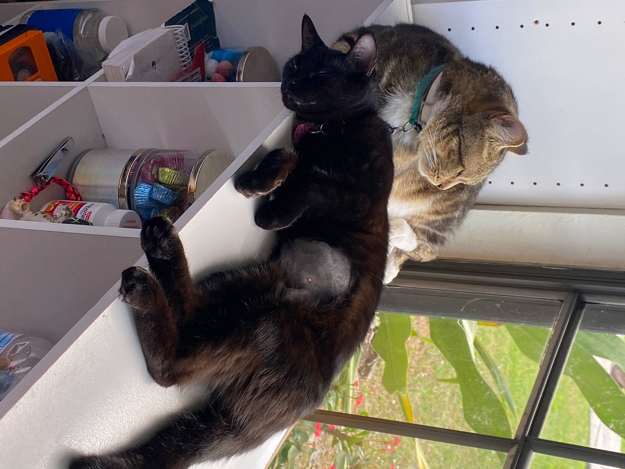 Mavis is registered to the contest to win money with this photo: black_cat, box, canidae, carnivore, cat, claw, comfort, dog_breed, domestic_short_haired_cat, felidae, fur, mammal, paw, shipping_box, small_to_medium_sized_cats, sporting_group, tail, vertebrate, whiskers