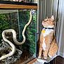 animal, cat, collar, curious, door, feline, glass, home, indoor, orange_cat, pet, photograph, reptile, snake, tag, tank, terrarium, towel, white_cat, wood