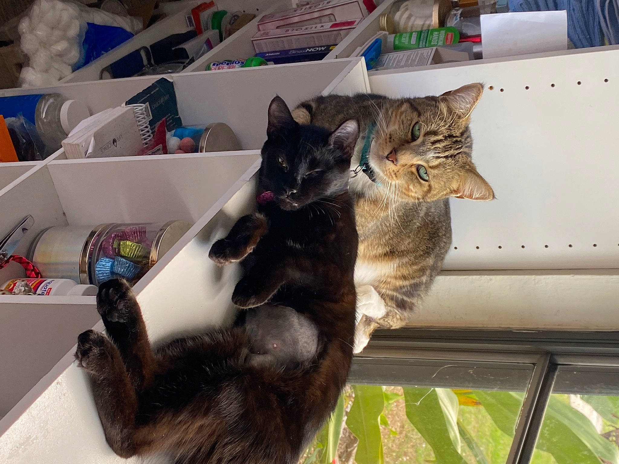 Ocean is registered to the contest to win money with this photo: black_cat, box, cardboard, carnivore, cat, claw, comfort, domestic_short_haired_cat, felidae, fur, paw, shipping_box, small_to_medium_sized_cats, tail, whiskers, window