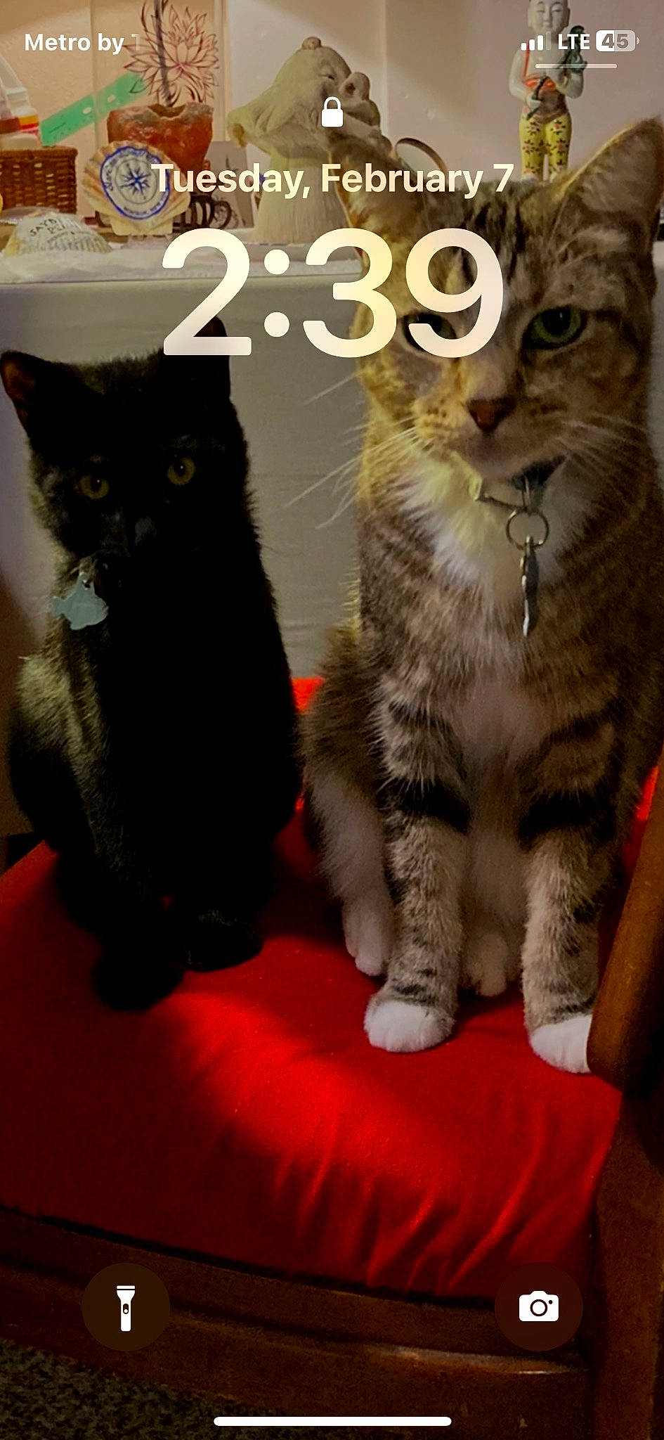 Ocean is registered to the contest to win money with this photo: black_cat, bombay, carnivore, cat, claw, comfort, domestic_short_haired_cat, felidae, font, fur, gesture, paw, photo_caption, small_to_medium_sized_cats, snout, tail, terrestrial_animal, whiskers