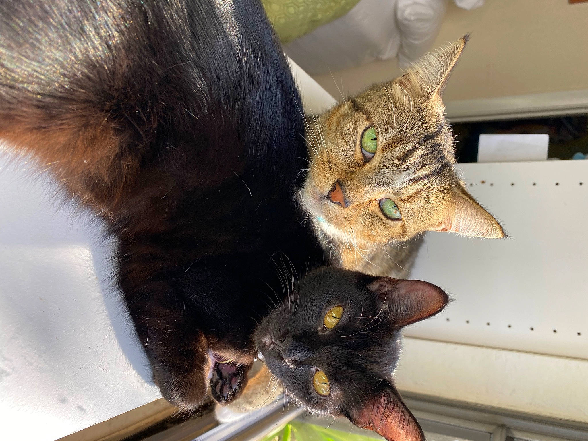 Ocean is registered to the contest to win money with this photo: black_cat, carnivore, cat, comfort, domestic_short_haired_cat, ear, felidae, foot, fur, gesture, leg, mammal, paw, plant, small_to_medium_sized_cats, snout, tail, vertebrate, whiskers, window