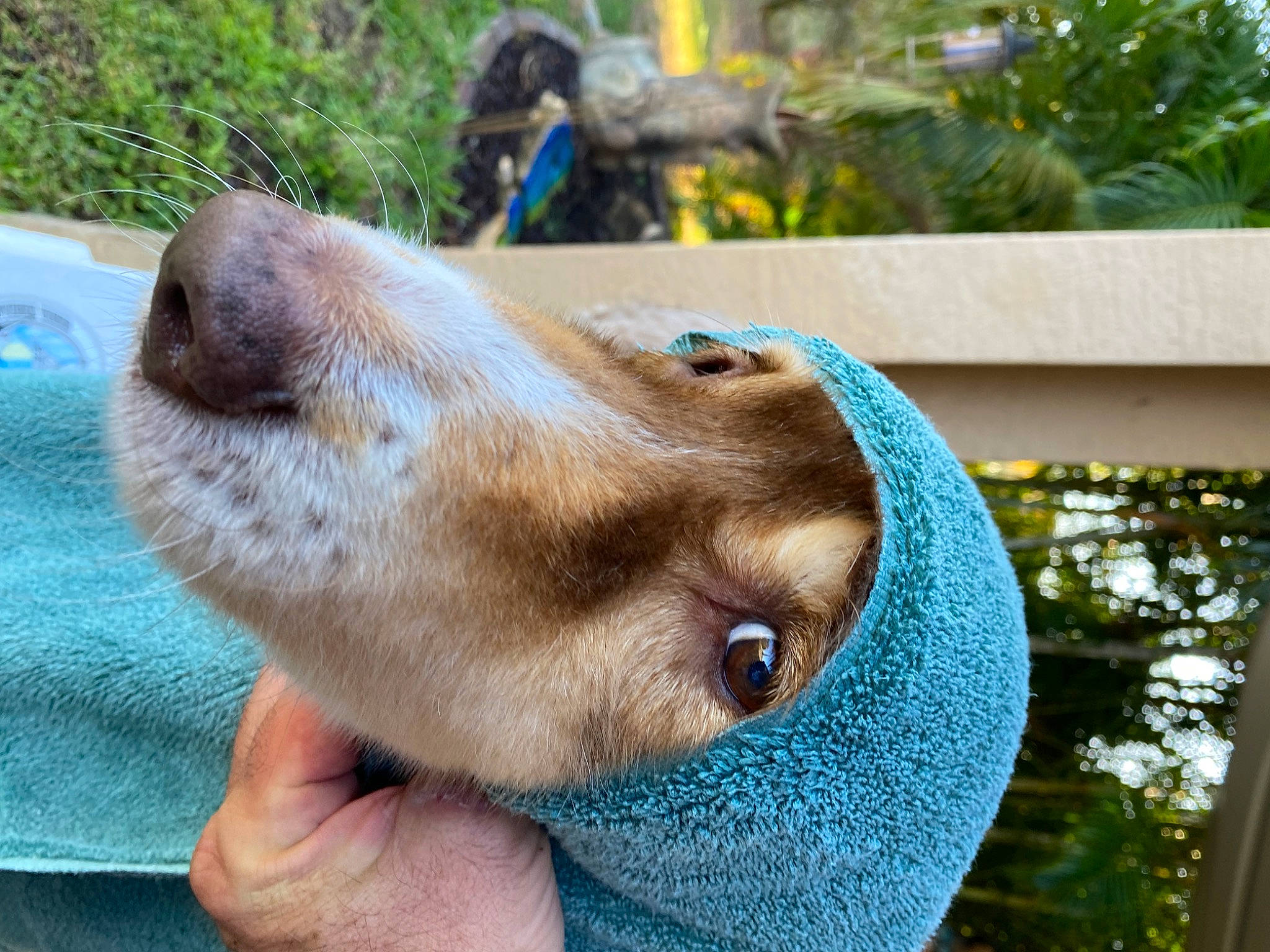 Ozzie joined the competition — help win amazing prizes! canidae, carnivore, collar, companion_dog, dog, dog_breed, ear, electric_blue, fawn, fur, grass, liver, plant, pointing_breed, retriever, snout, sporting_group, whiskers, working_animal, wrinkle