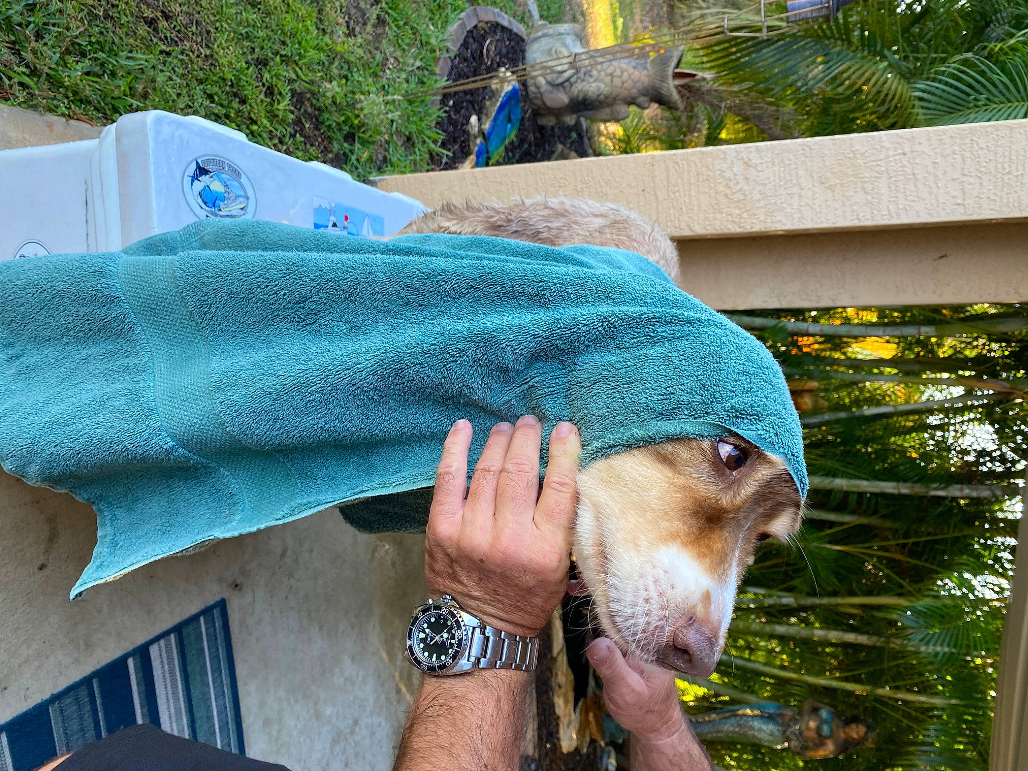 Ozzie is registered to the contest to win money with this photo: beard, bracelet, denim, electric_blue, facial_hair, fashion_accessory, grass, green, hand, human_leg, leisure, mammal, sitting, t_shirt, tree, vacation, vertebrate, watch, wood, wrist