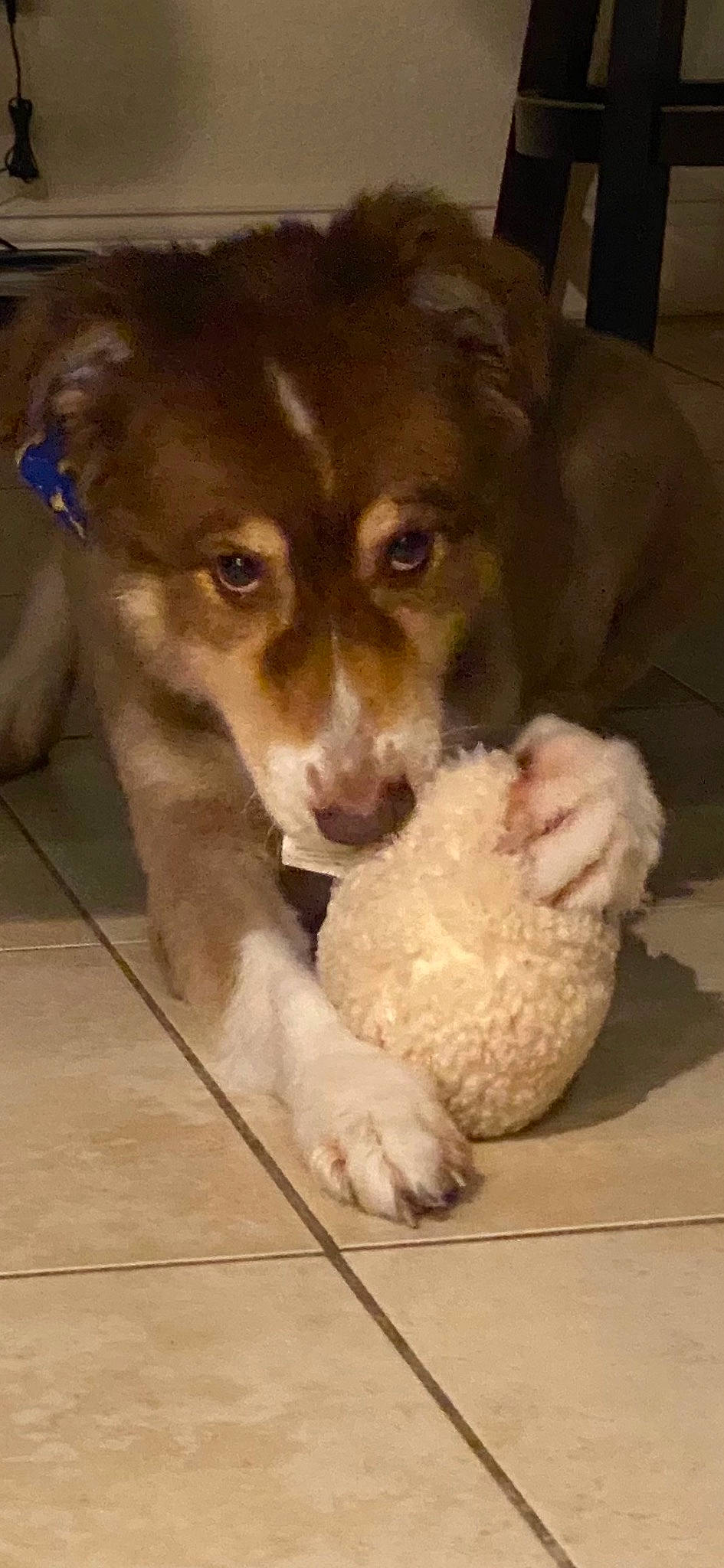 Ozzie is registered to the contest to win money with this photo: ball, bored, canidae, carnivore, companion_dog, dog, dog_breed, dog_food, dog_toy, flooring, football, fur, paw, pet_supply, puppy, snout, sporting_group, tile_flooring, whiskers, working_animal