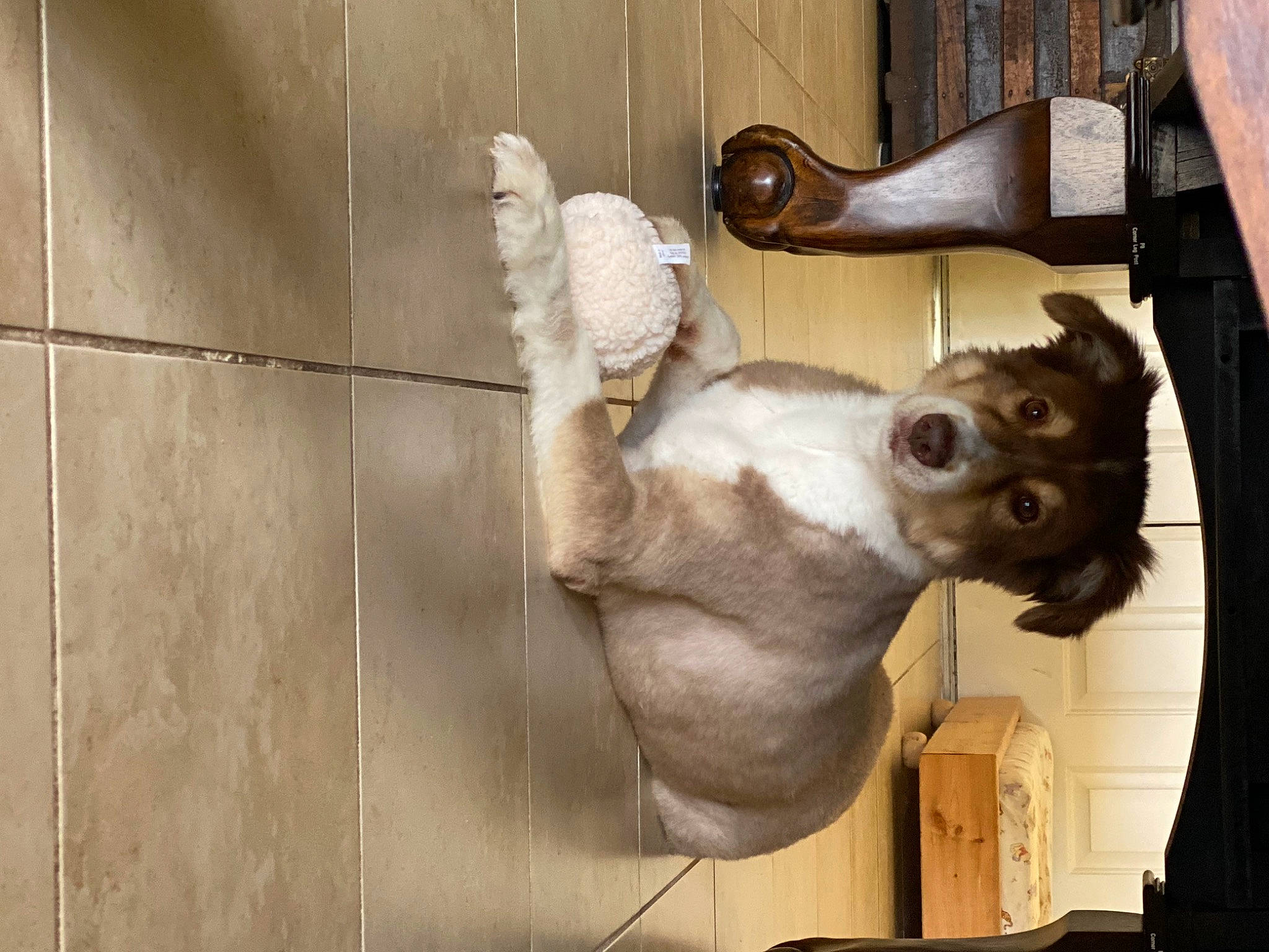 Ozzie is registered to the contest to win money with this photo: art, artifact, fawn, fur, metal, sculpture, snout, statue, terrestrial_animal, tourist_attraction, visual_arts, wood, working_animal