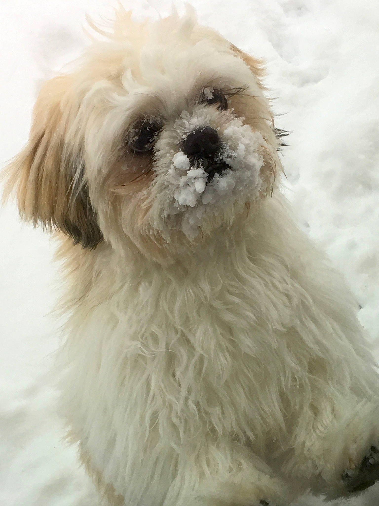 Charlie joined the competition — help win amazing prizes! canidae, carnivore, companion_dog, dog, dog_breed, fur, liver, mal_shi, maltepoo, non_sporting_group, pet_supply, puppy_love, small_terrier, snout, snow, sporting_group, terrier, toy_dog, whiskers, working_animal