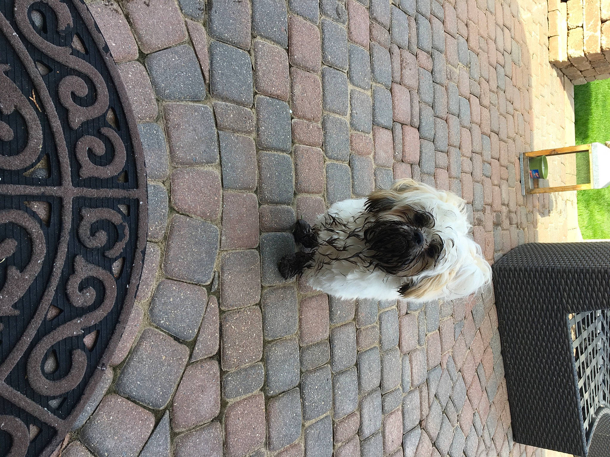 Charlie joined the competition — help win amazing prizes! art, brick, brickwork, building, carnivore, circle, cobblestone, companion_dog, concrete, dog, dog_breed, flagstone, floor, flooring, grey, house, road_surface, sidewalk, sporting_group, wood