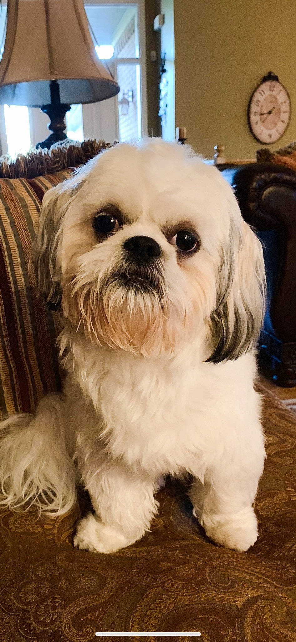 Charlie is registered to the contest to win money with this photo: canidae, carnivore, clock, companion_dog, dog, dog_breed, fur, liver, mal_shi, maltepoo, natural_material, non_sporting_group, shih_tzu, small_terrier, snout, sporting_group, terrestrial_animal, terrier, toy_dog, working_animal