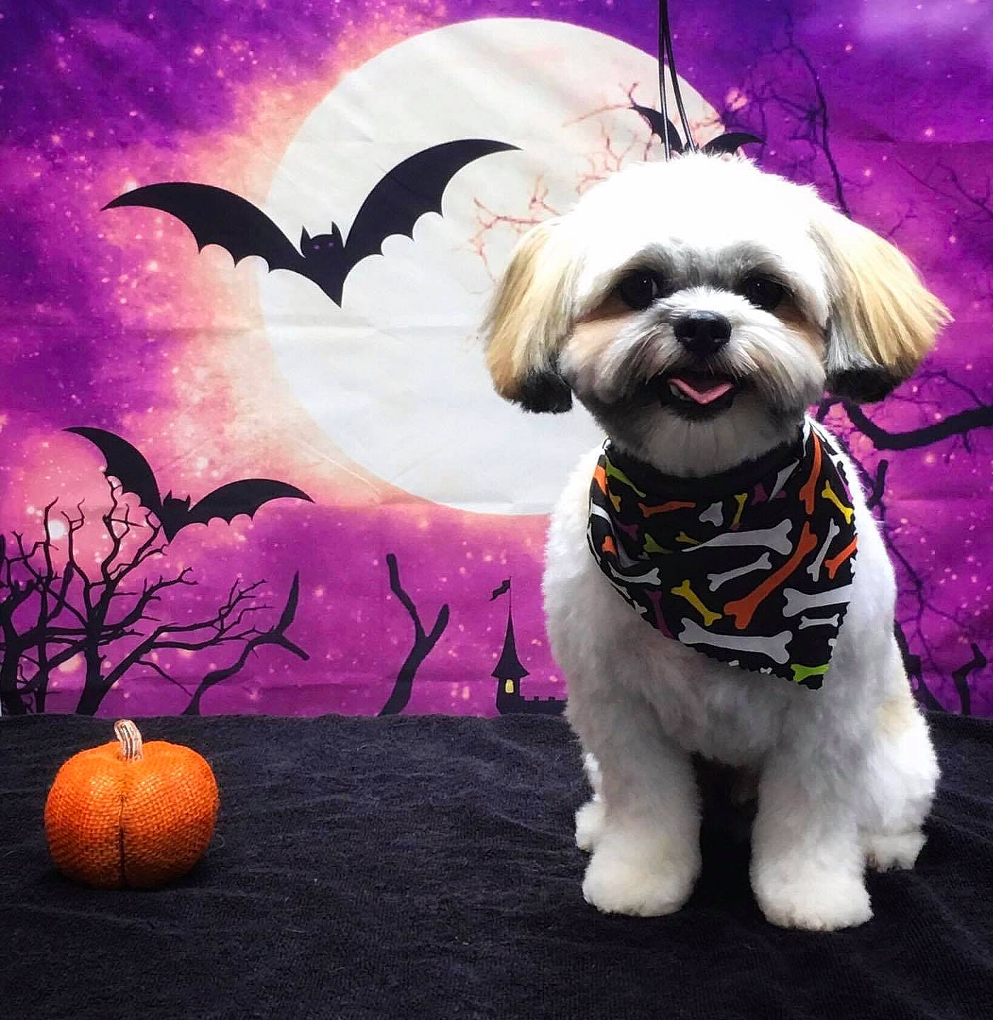 Charlie joined the competition — help win amazing prizes! calabaza, canidae, carnivore, collar, companion_dog, dog, dog_breed, dog_clothes, dog_collar, dog_supply, fashion_accessory, fawn, fur, leash, liver, moon, pet_supply, snout, toy_dog, working_animal