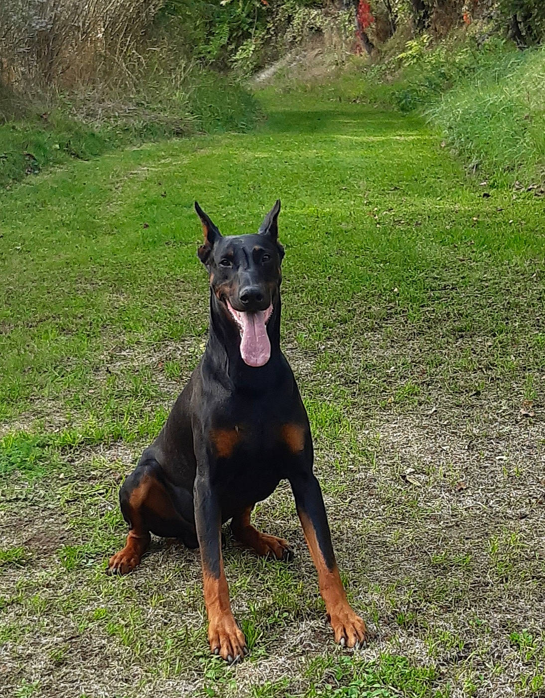 Jack. a rejoint le concours — aidez-le/la à gagner de superbes lots ! canidae, carnivore, companion_dog, dobermann, dog, dog_breed, dog_supply, fawn, grass, guard_dog, hunting_dog, plant, snout, sporting_group, toy_dog, working_animal, working_dog