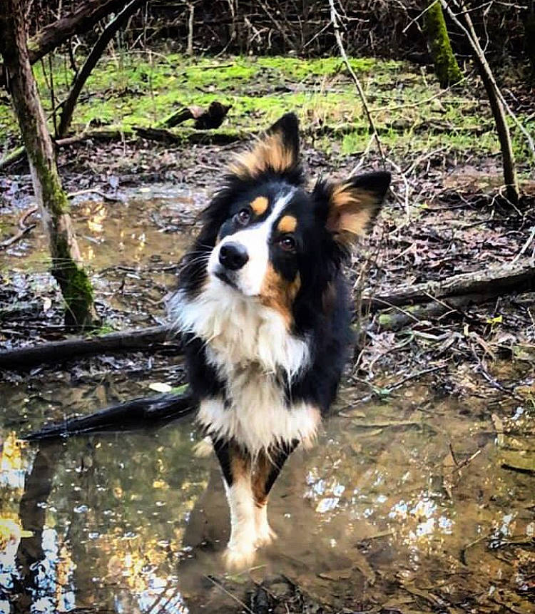 Bailey joined the competition — help win amazing prizes! canidae, carnivore, collie, companion_dog, dog, dog_breed, forest, herding_dog, jungle, plant, scotch_collie, sporting_group, stream, tail, terrestrial_animal, tree, water, wood, woodland, working_dog